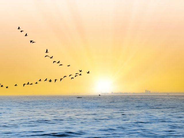 Silhouette,Of,Migratory,Birds,Flying,Over,The,Sea,At,Sunset